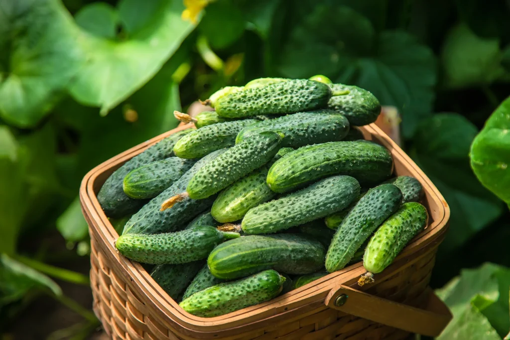 Légumes de saisons